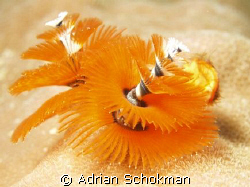 We Wish U a Merry Christmas & a Happy Excellent Ney Year ... by Adrian Schokman 